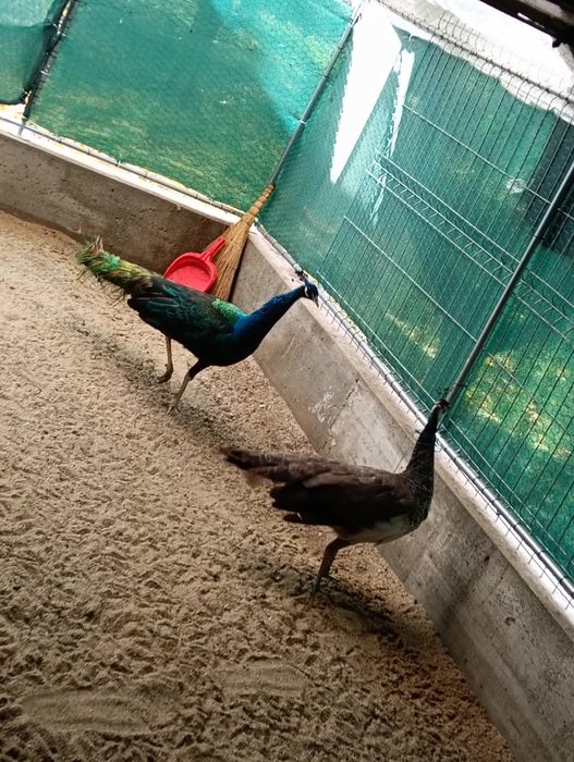 Vând păuni standard