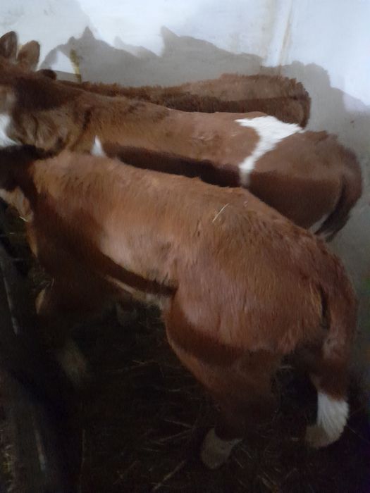 Taurasi si vitele baltate