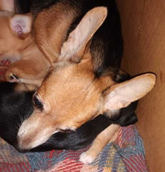 кученца кръстоска мини пинчер/чихуахуа