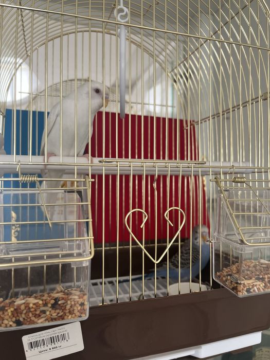 Попугай волнистый