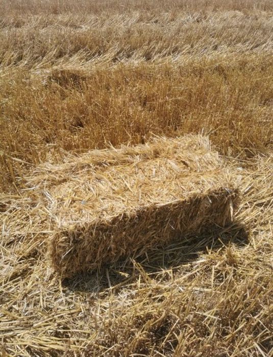 Baloți de paie de grau!!!