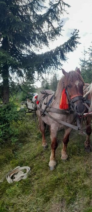 Cal de vânzare în vârstă de 7 ani
