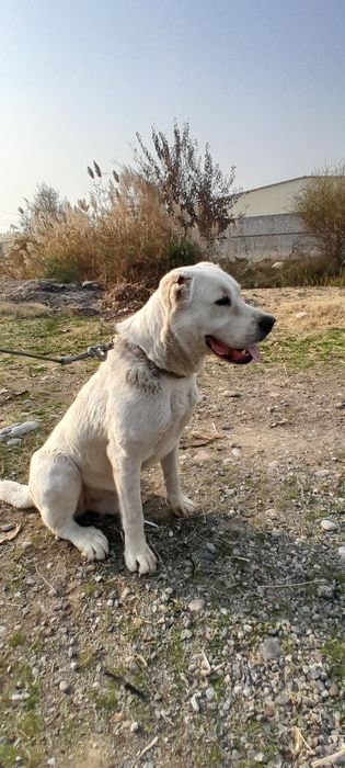 Алабай Туркмен 7 ойлик тоза зод жангчи сиртлони 6.7 та