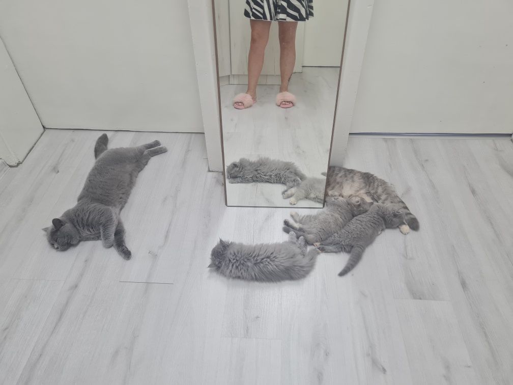 Британски късокосмести котета