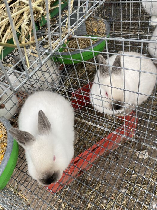 Iepuri californian, rex tricolor, panon, bibilici, rațe, oua