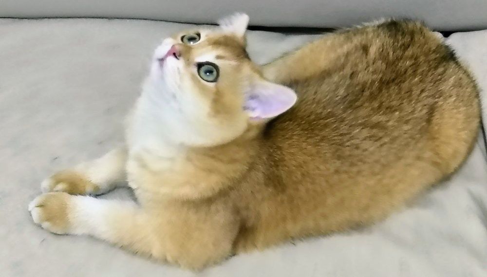 Vyazka britanskiy shinshilla by  ny 12