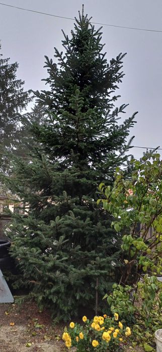Brad natural pentru Craciun