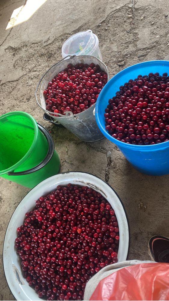 Продам вишню крупную