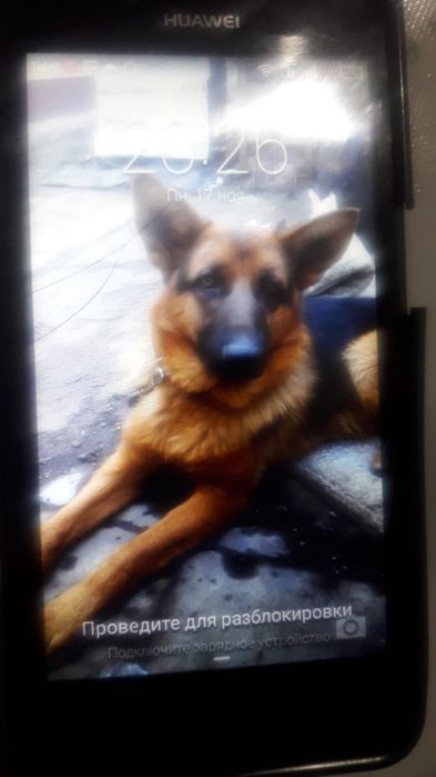 Собака породы овчарка