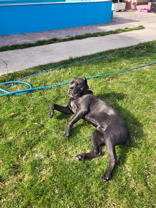 Кане-корсо  ищёт подружку для случки