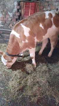 Vand 2 vitele provenite de la vaci de lapte
