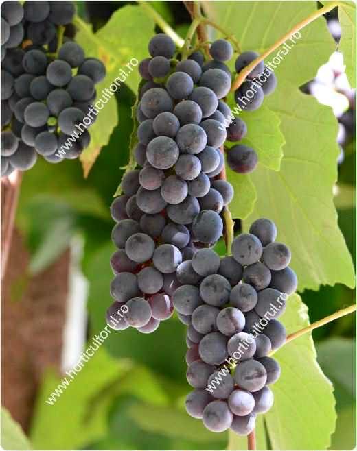 Vand struguri de vin