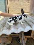 Iepure rex Dalmatian, femelă