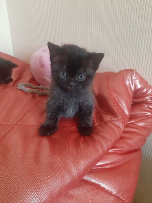 Продам породистых котят