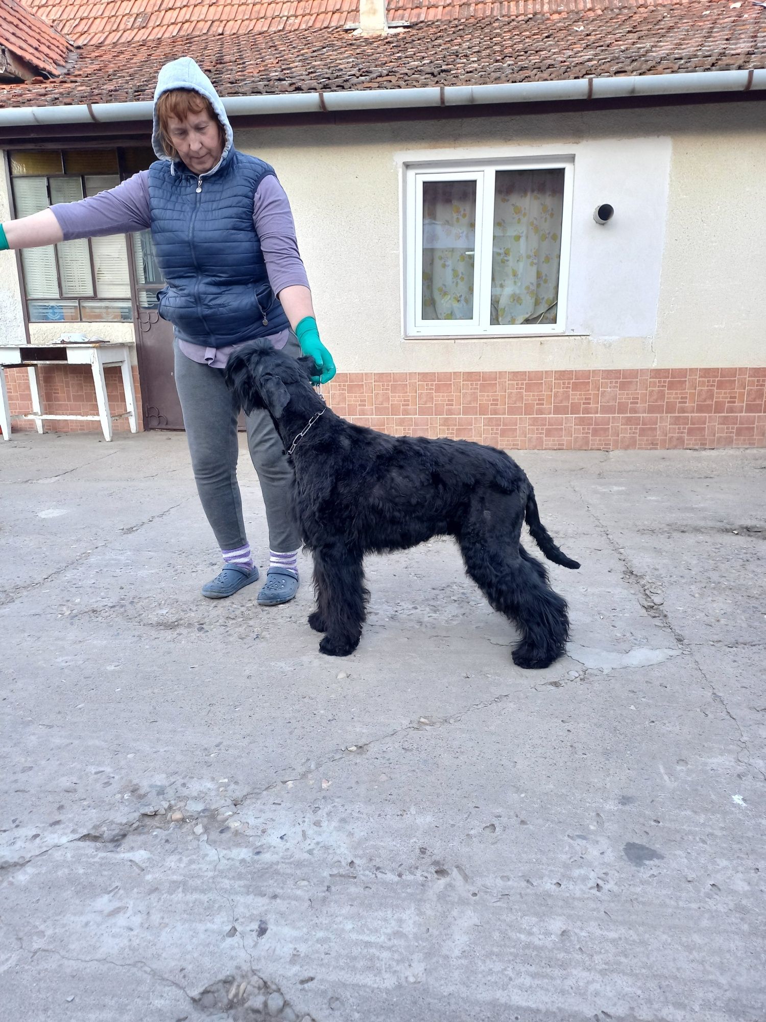 Schnauzer uriaș cu pedigree