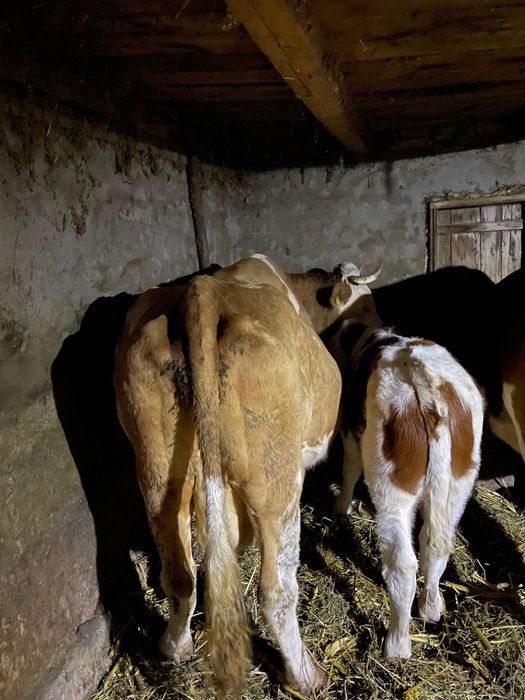 Vând vacă cu vițel