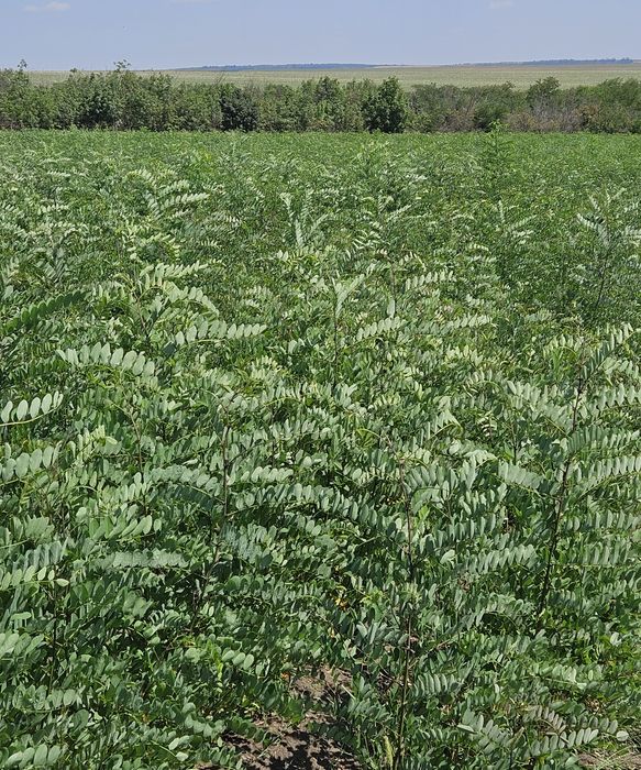 Puieti forestieri certificati