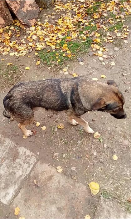 Donez cățea cu căței