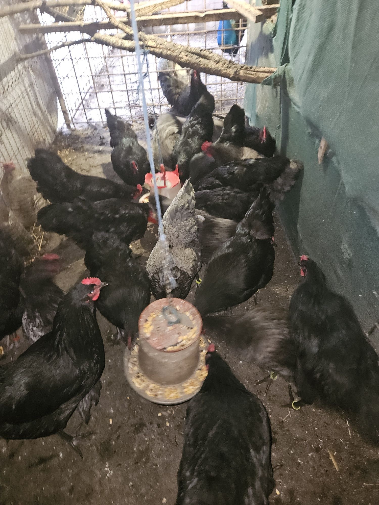 Australorp gaini cocosi Cluj Apahida