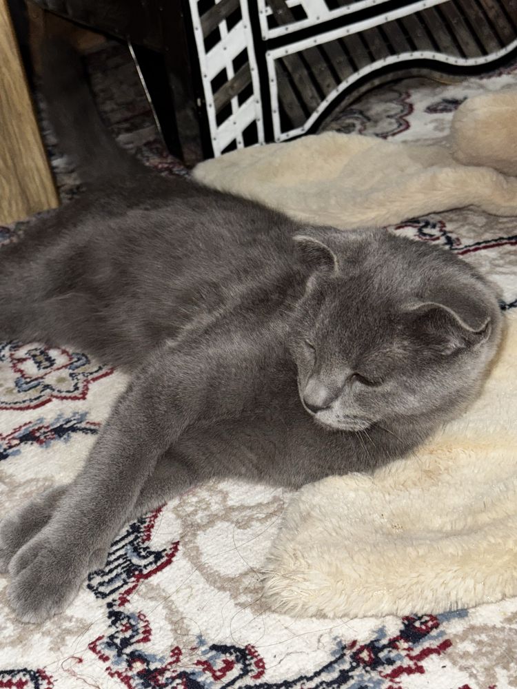 Scottish Fold mushug