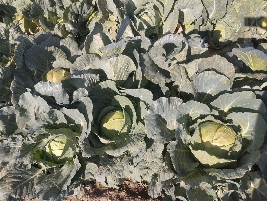 Продавам Зеле-ЕРГЕНСКО.