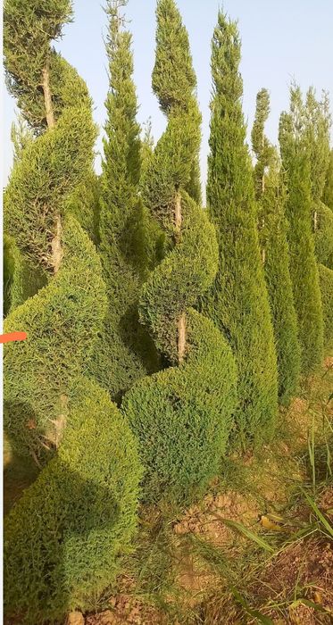 6 йиллик Можжавелник арча кўчатлари