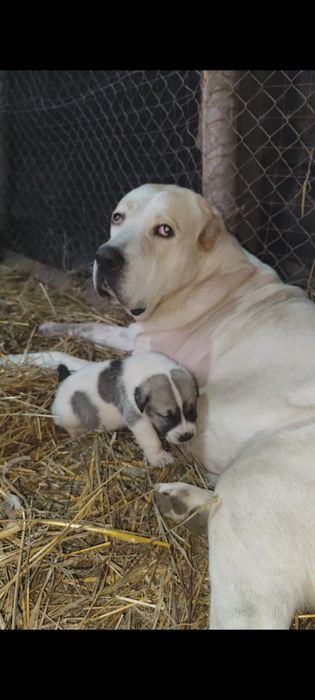 Mascul Ciobanesc de Asia Centralaă