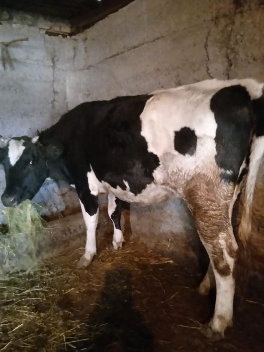 Корова      голштин