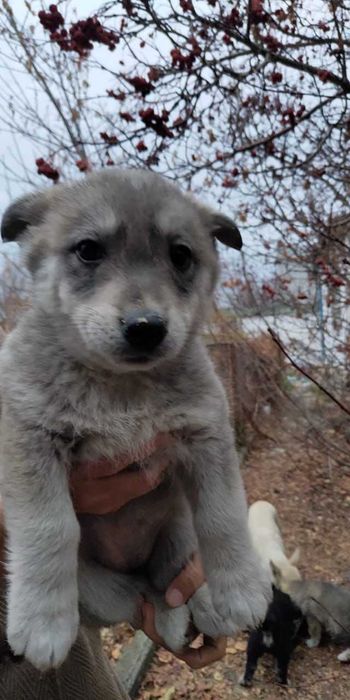 Щенкам нужен дом! Срочно!