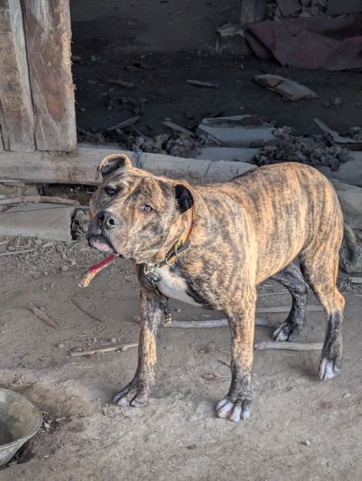 Питбул,месеца, ваксина, паспорт мъжки