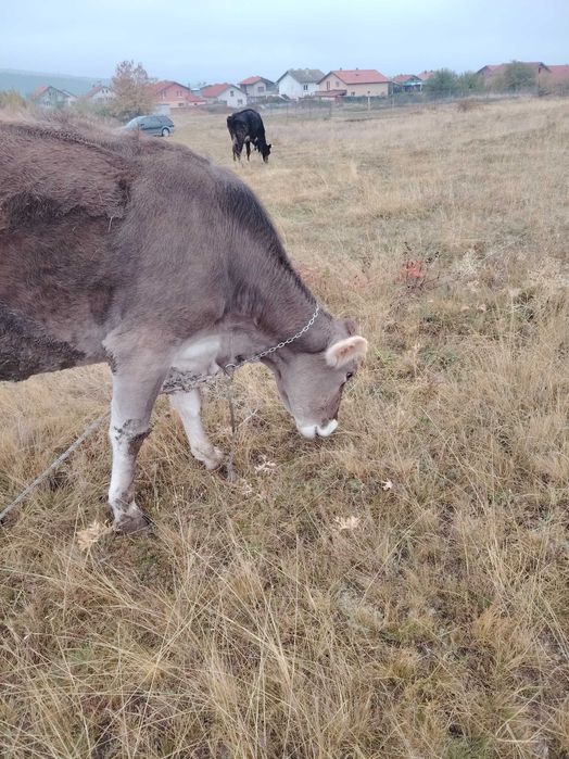 Продавам две крави