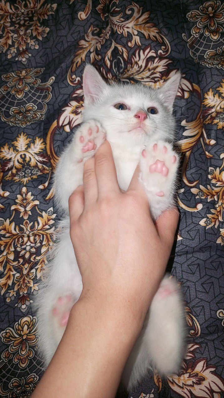 Кошка скотиш страйт 2 мальчики