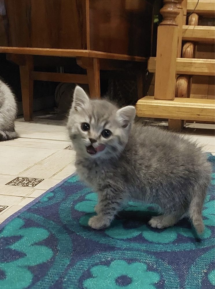 British silver tabby puiuti