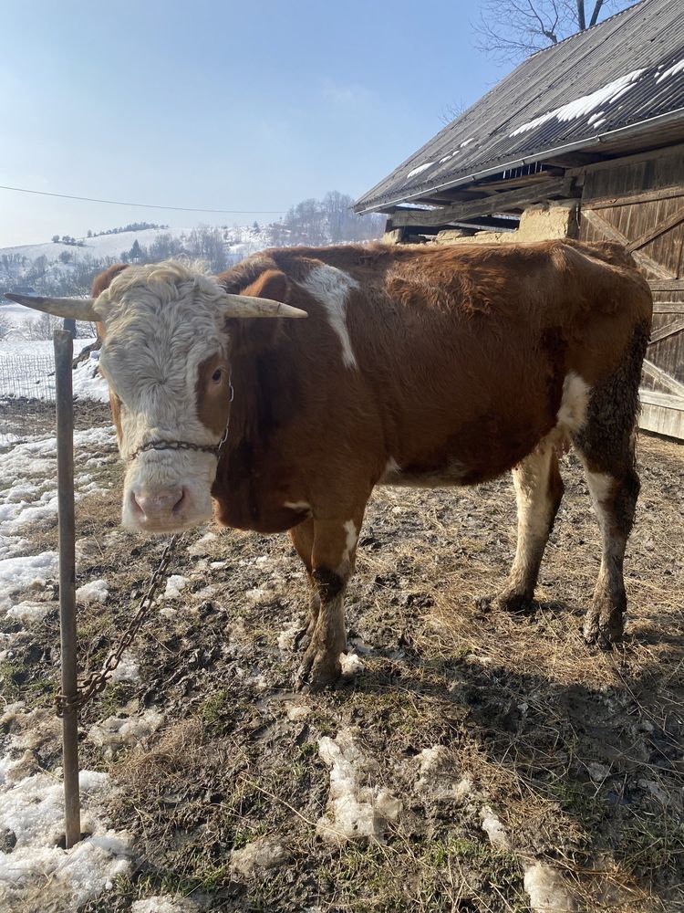 Vaca bălțată romanesca