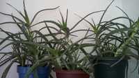 Plante inradacinate Aloe Arborescens (varietate superioara de Aloe)