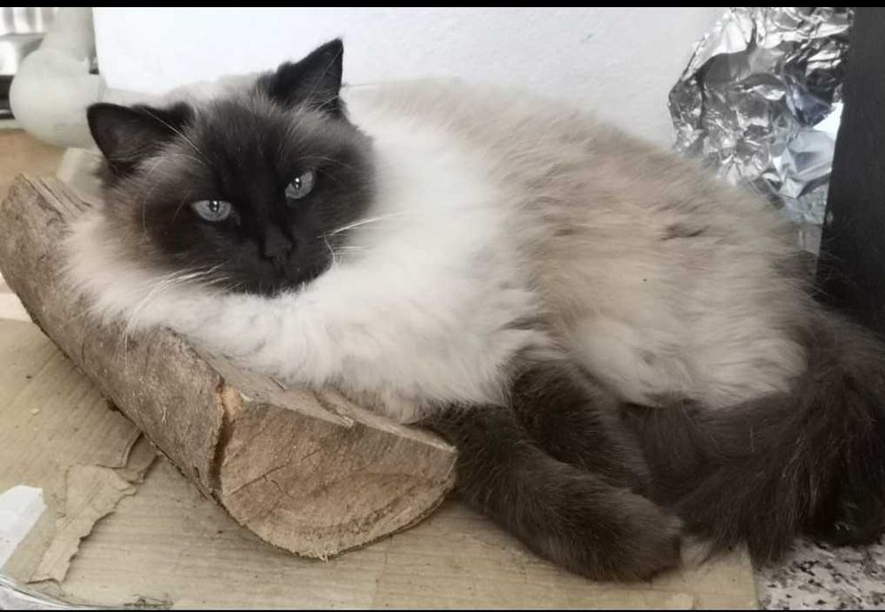 2 сладки котки от породата парцалена кукла