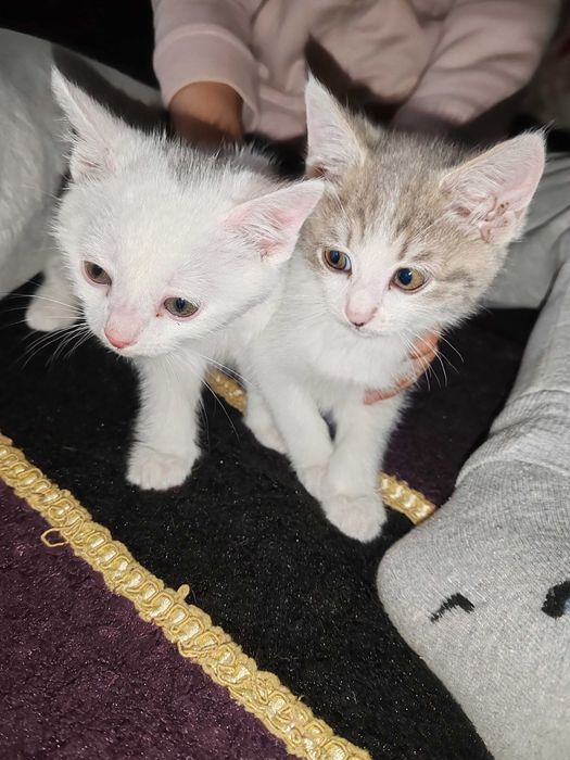 Котята домашние даром