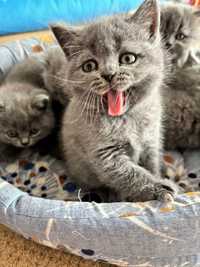 British blue shorthair