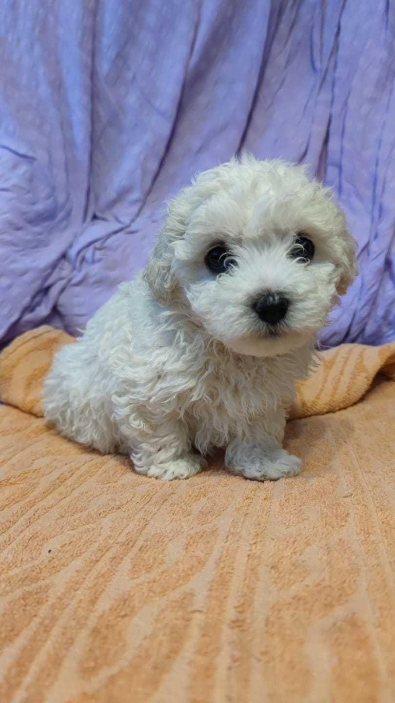 Bichon Maltese Mini Toy