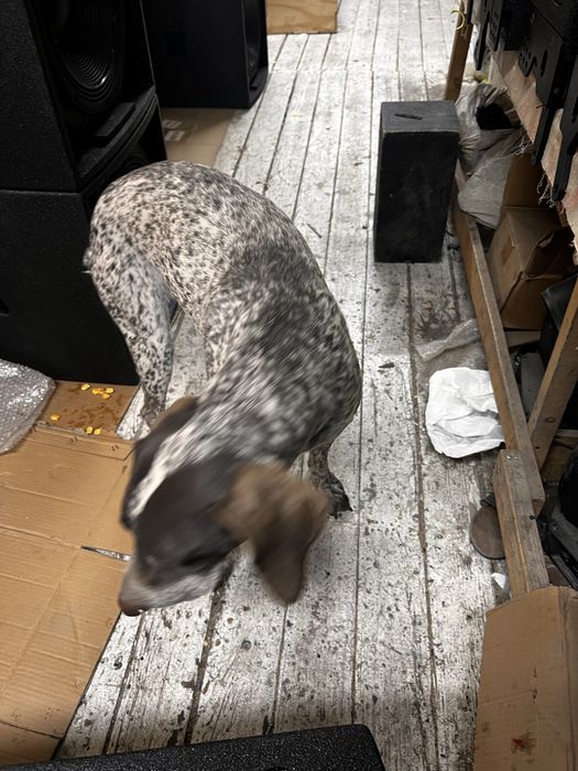 Нашлась собака охотничья