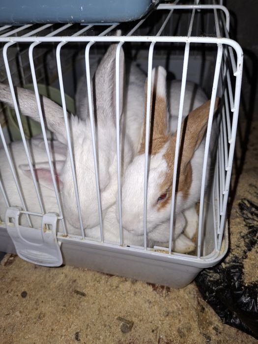 Продам кроликов .Все здоровые