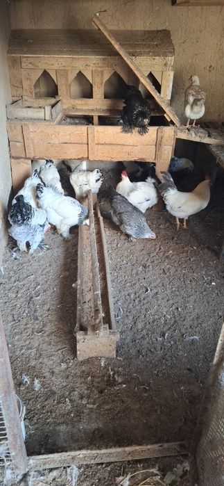 Brama tovuq va xo'roz