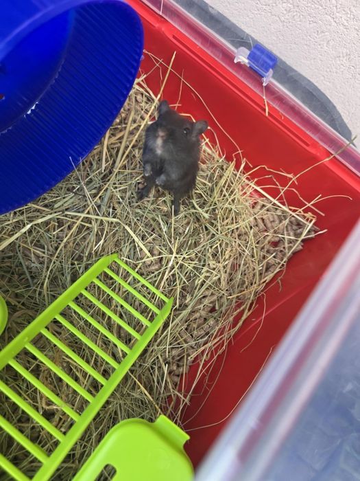 Donez 2 pui Gerbil,persoanelor iubitoare!+cușcă și mâncare!