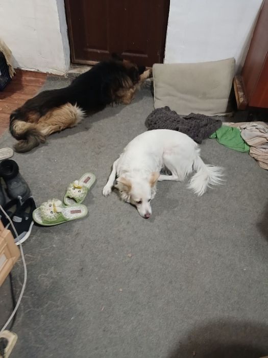 Подарю собачку в добрые руки