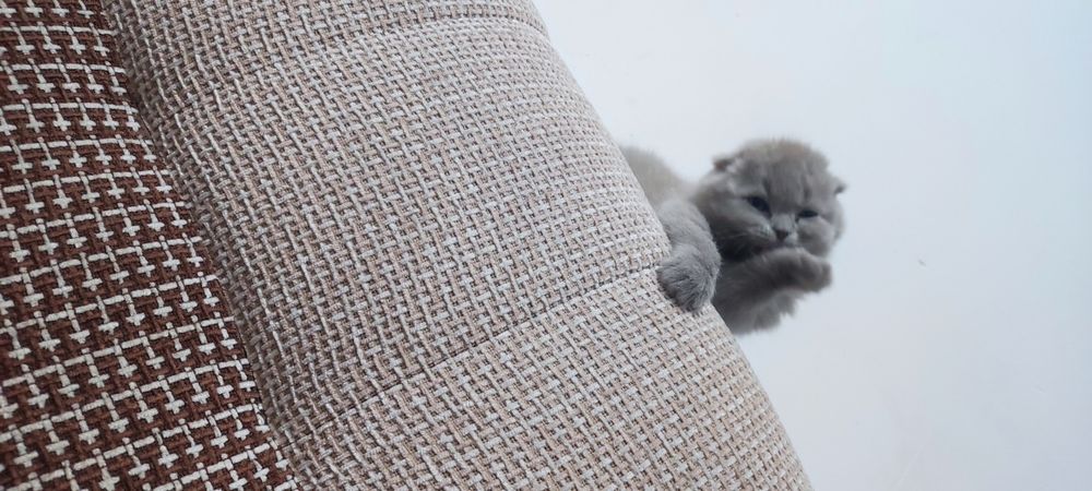 Котята пордистые