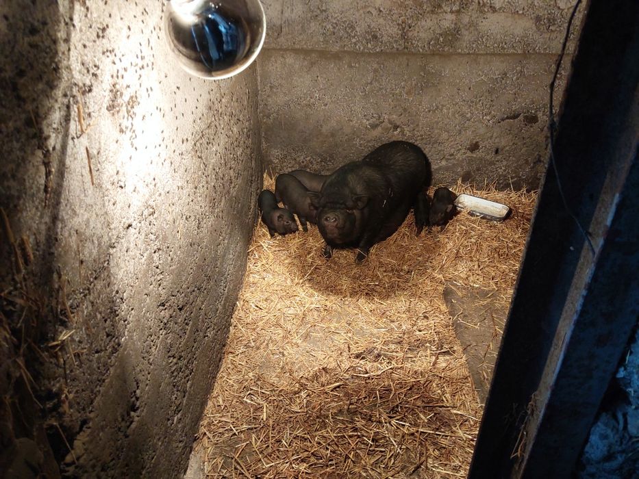 виетнамски прасета