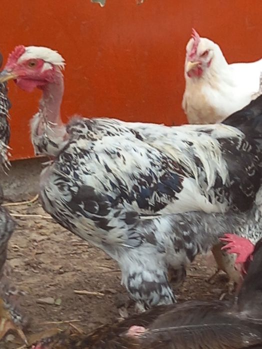 Молодые петушки наличие вакцин