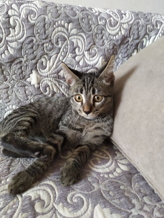 Пристраиваем чудесного котенка