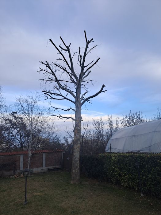 Tuns Iarbă/Defrișări/Toaletare Arbori 24/7.