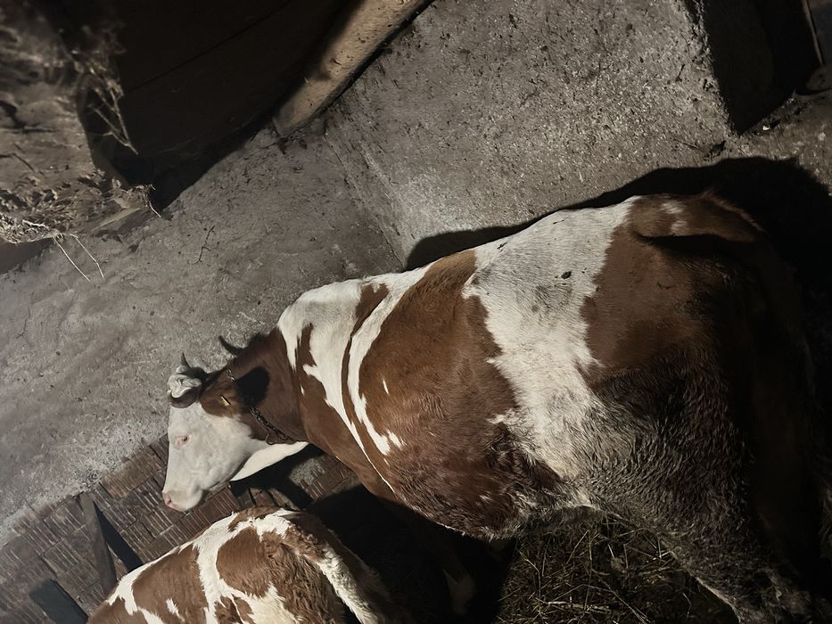 Se ofera spre vanzare vaca cu vitel!